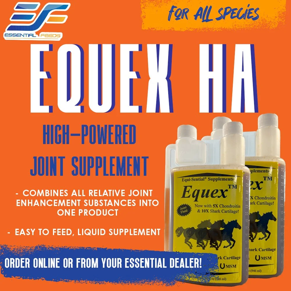 EQUEX