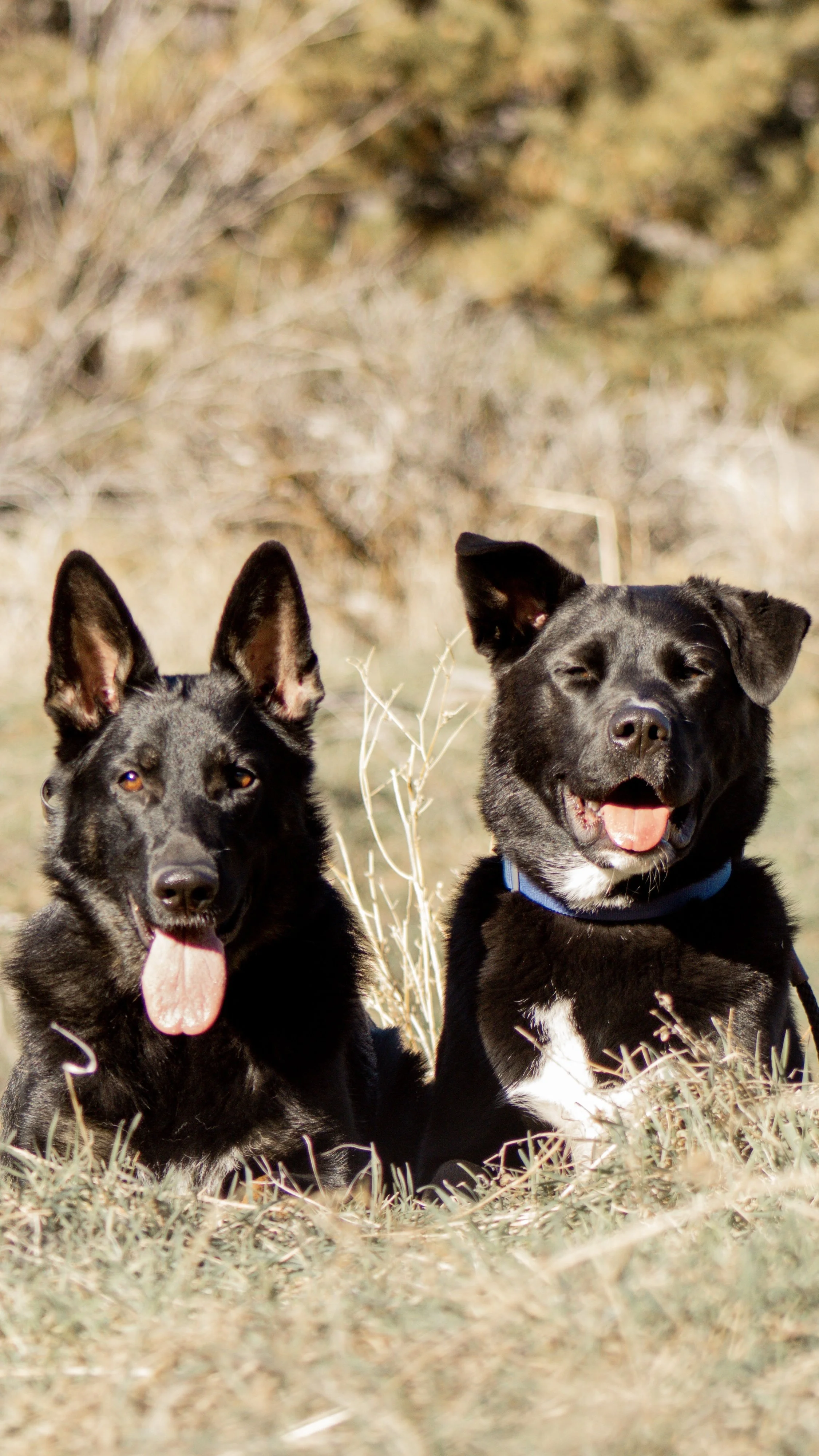 Why is dog training important?