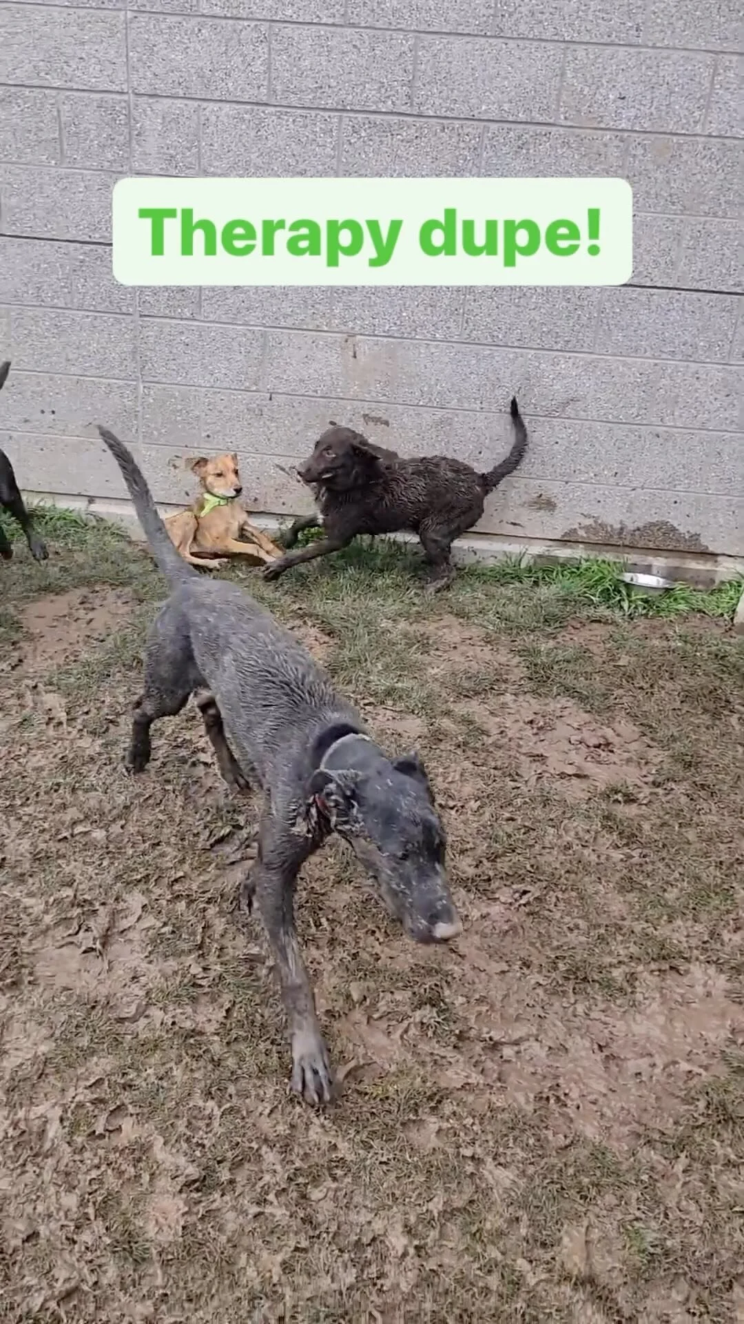 How to crate train a puppy — FSO Dog Training