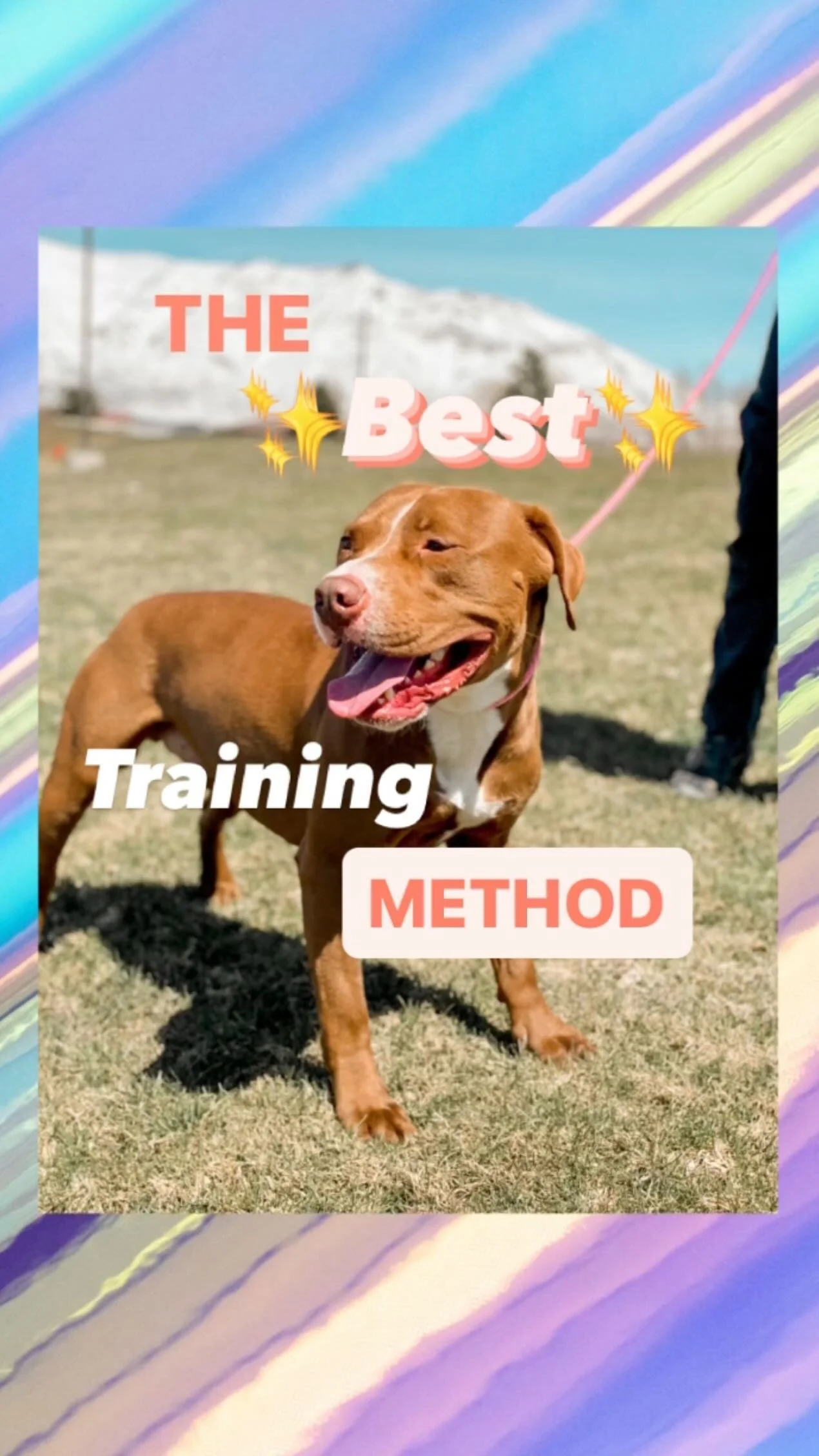 How to crate train a puppy — FSO Dog Training