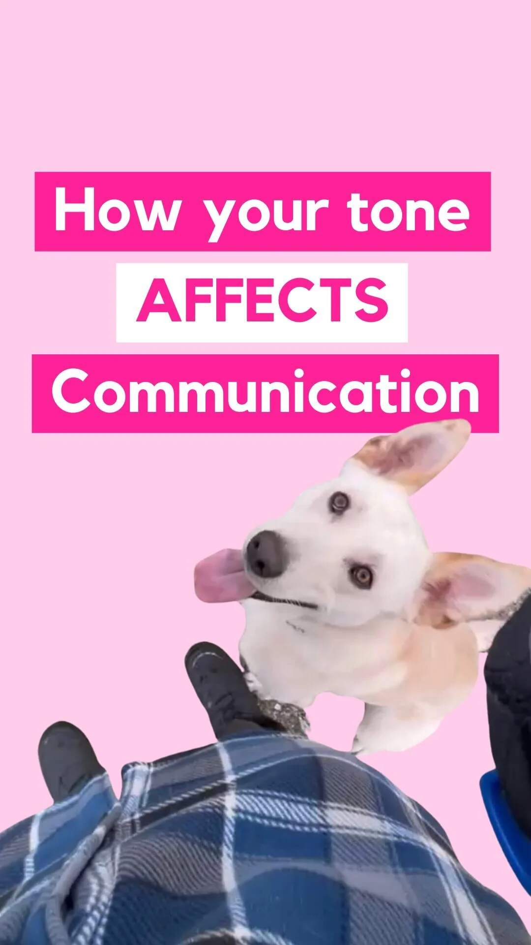 How to crate train a puppy — FSO Dog Training