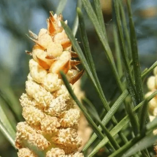 Probiotic Shot Ingredient Pine Pollen — Extremely Alive Probiotics