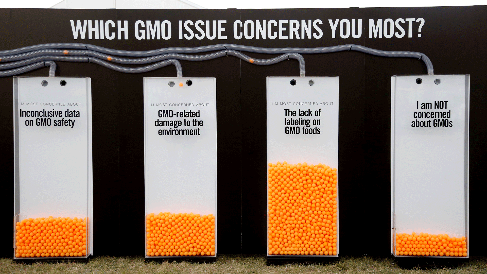 GMO.gif