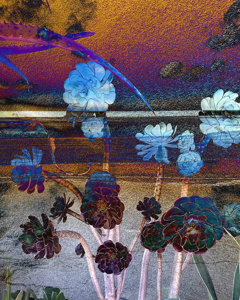 homedream 07- succulentsky.jpg