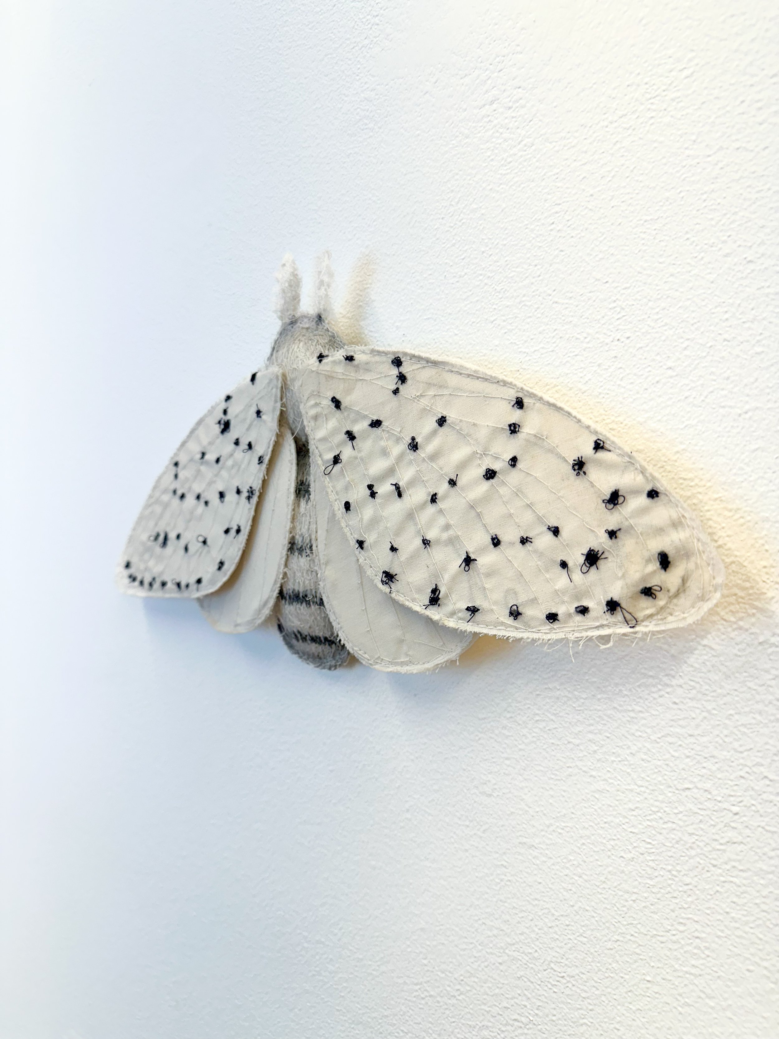 Moth_Kole_Right.jpg