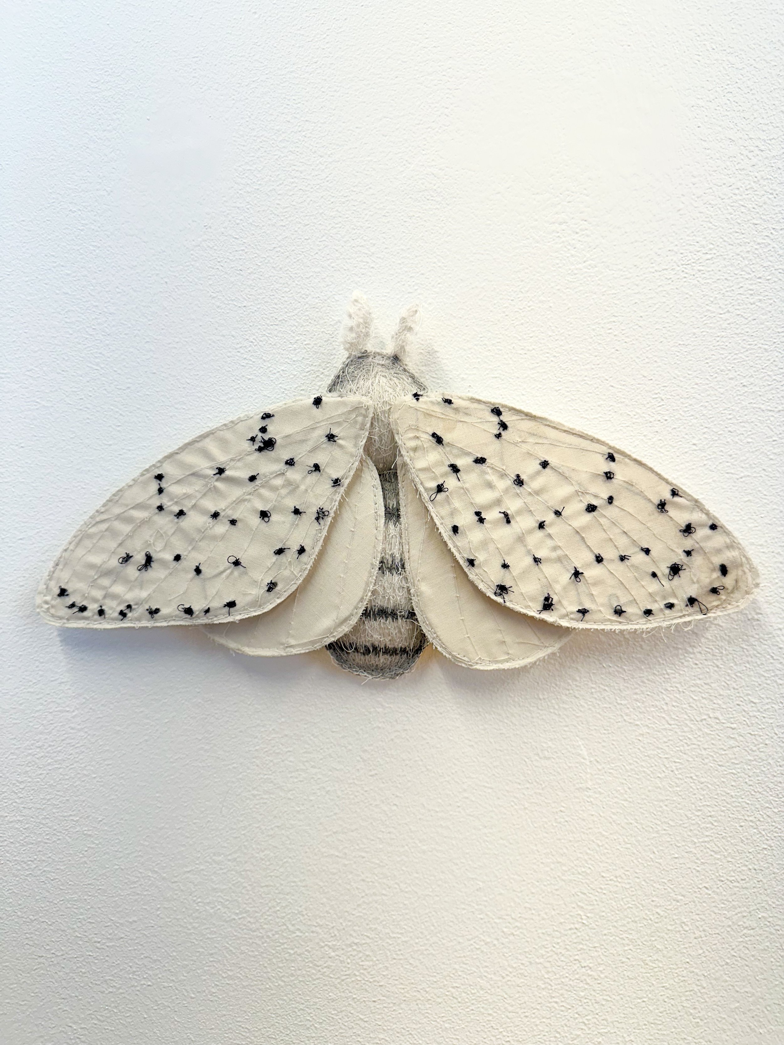 Moth_Kole_Crop.jpg