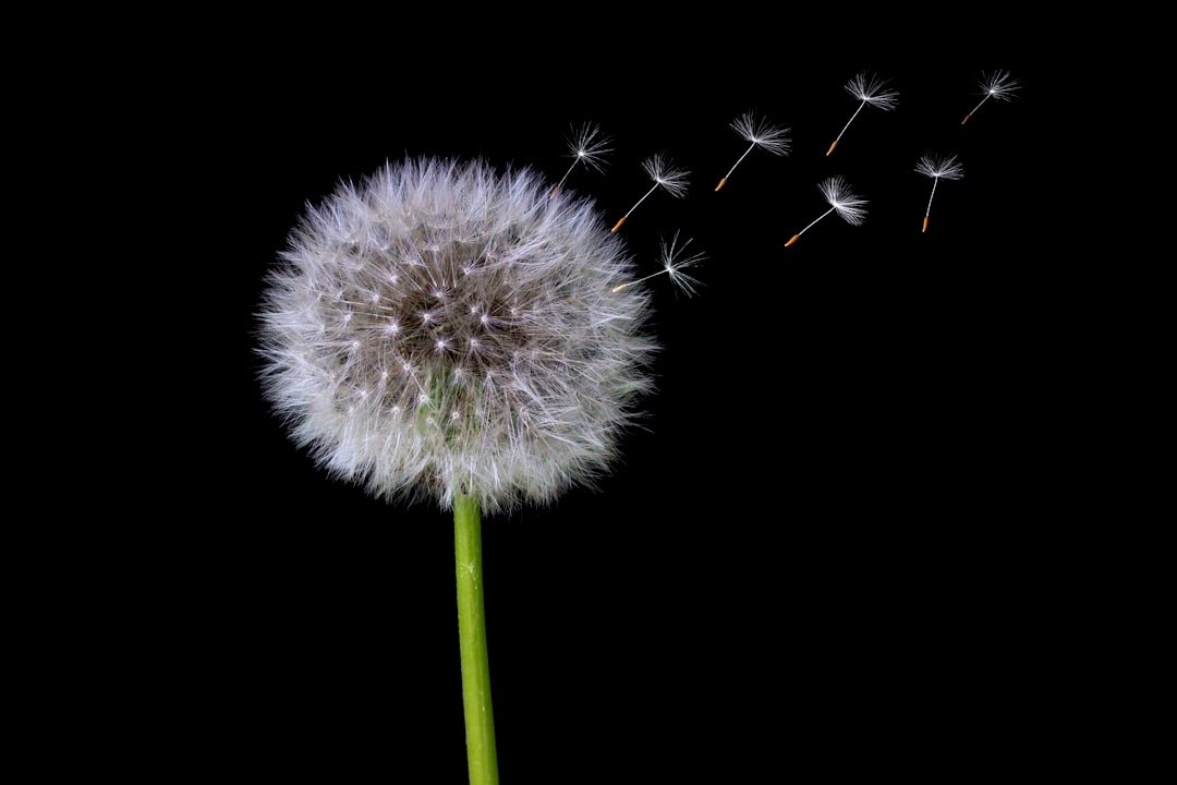 The Magic of Giving