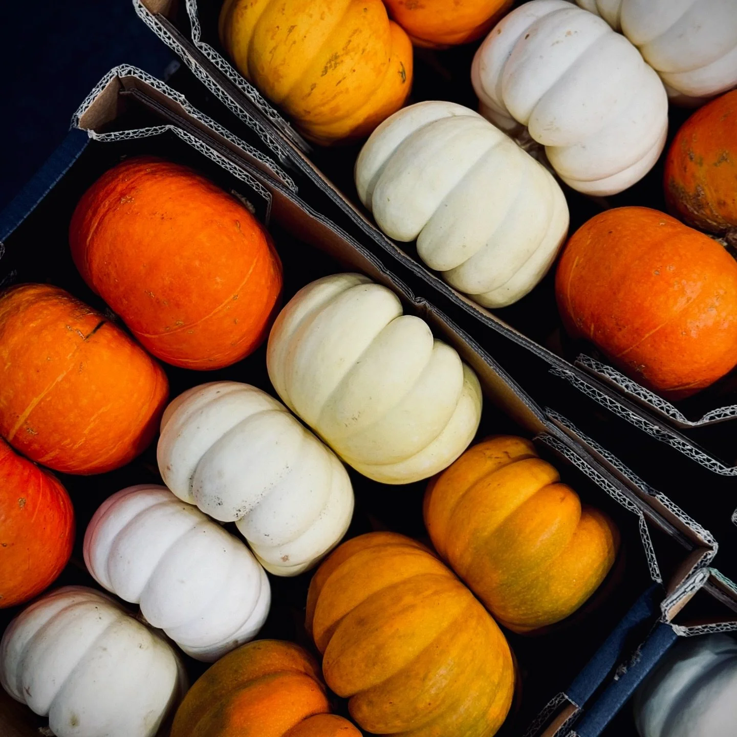🎃 Guess what&rsquo;s rolling into your workplace this week? Pumpkins! That&rsquo;s right &ndash; iFresh is doing the Monster Mash with a special Halloween delivery! 🎃

Happy Halloween to all the teams and workplaces! Get ready to embrace the spooky