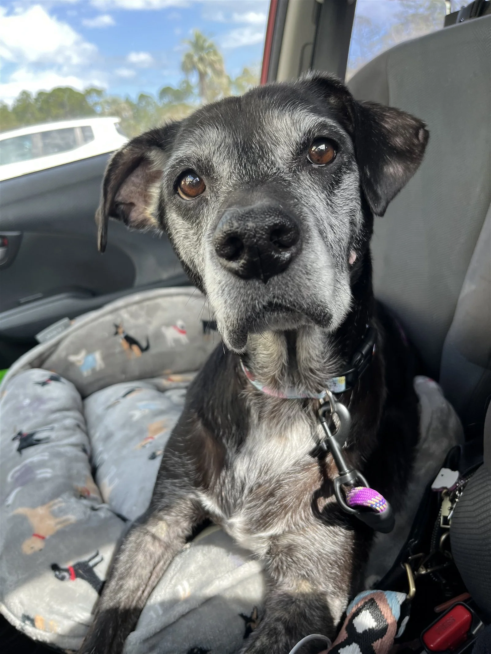 Senior — Adopt — Swamp Haven
