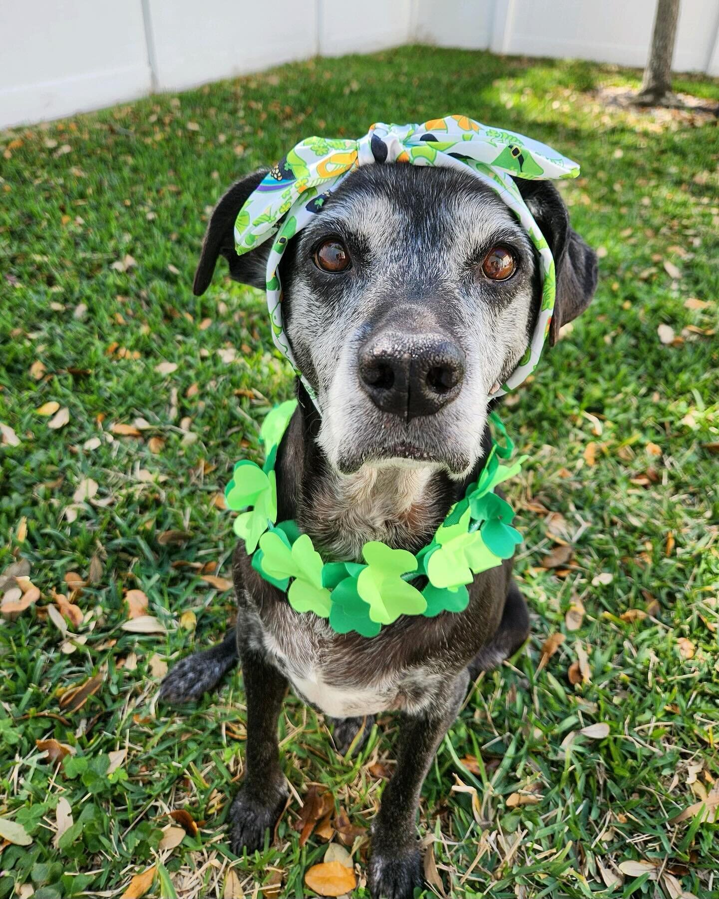 Happy St. Patty&rsquo;s day from Sookie! 🍀

Sookie is having the best spring break of us all, and that is because a wonderful human decided to open her home up and foster Sookie short term. We have learned so much about our favorite Queen in just a 