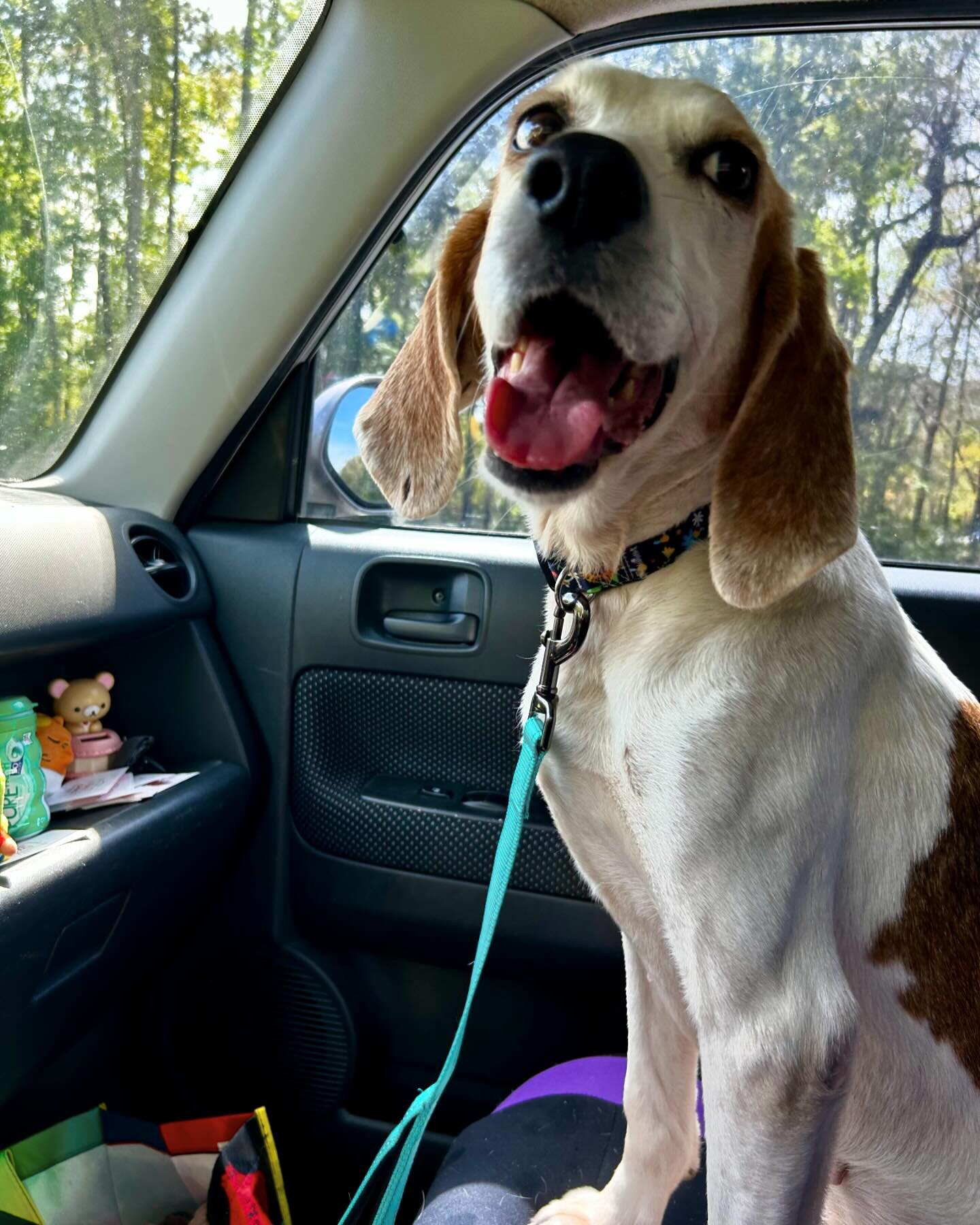 Lainey, our other Leap Day hound, is doing awesome.✨ She was severely underweight when the shelter caught her as a stray. (See story) they worked to bulk her up and now that she is a Swampie we will continue to do the same. Lainey is finishing up med