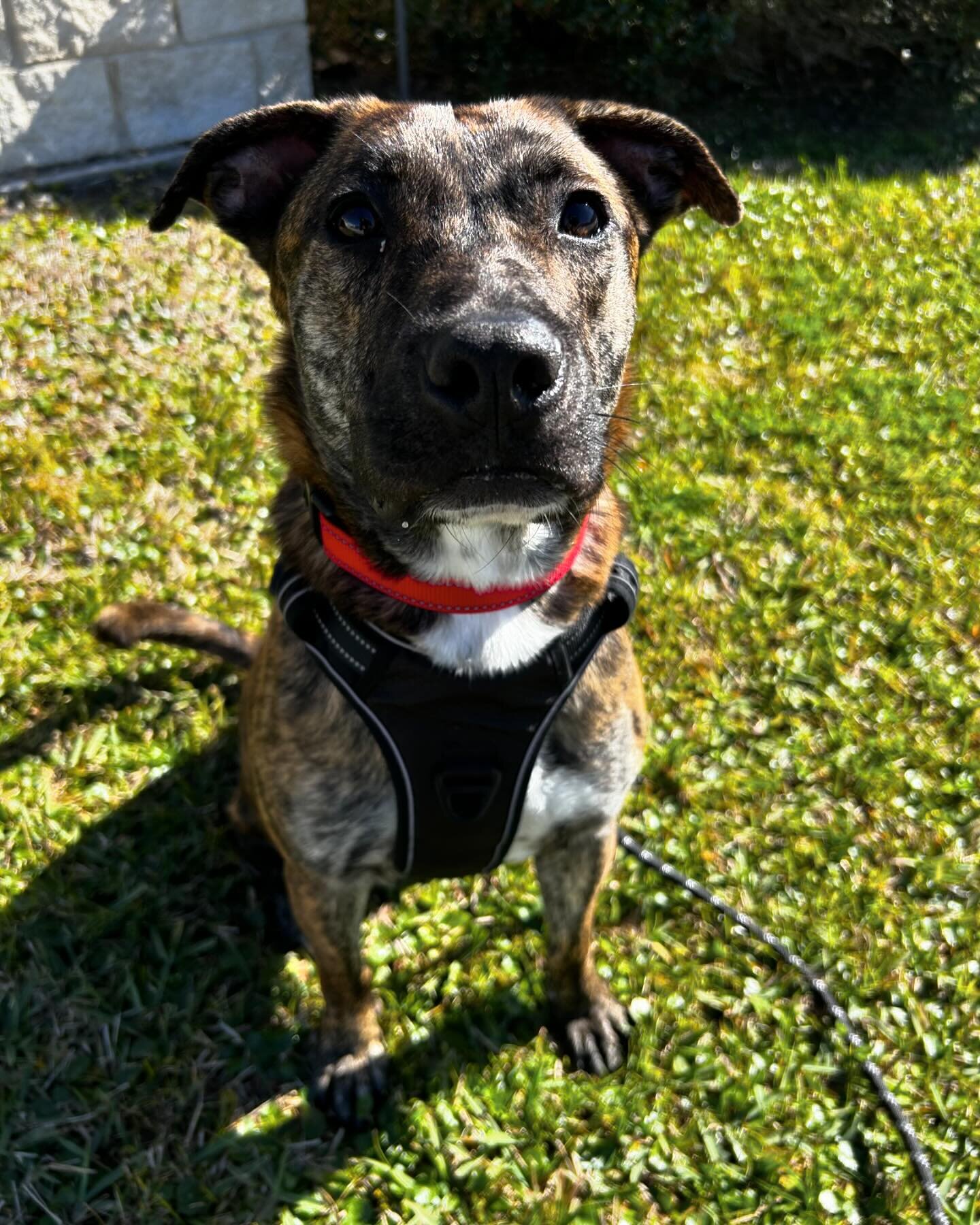 Remember when Harold was getting passed by day by day for months at the shelter? When even the shelter staff found themselves asking &ldquo;who&rsquo;s Harold?&rdquo; Well now he makes it his mission to ensure that each and every person he meets know