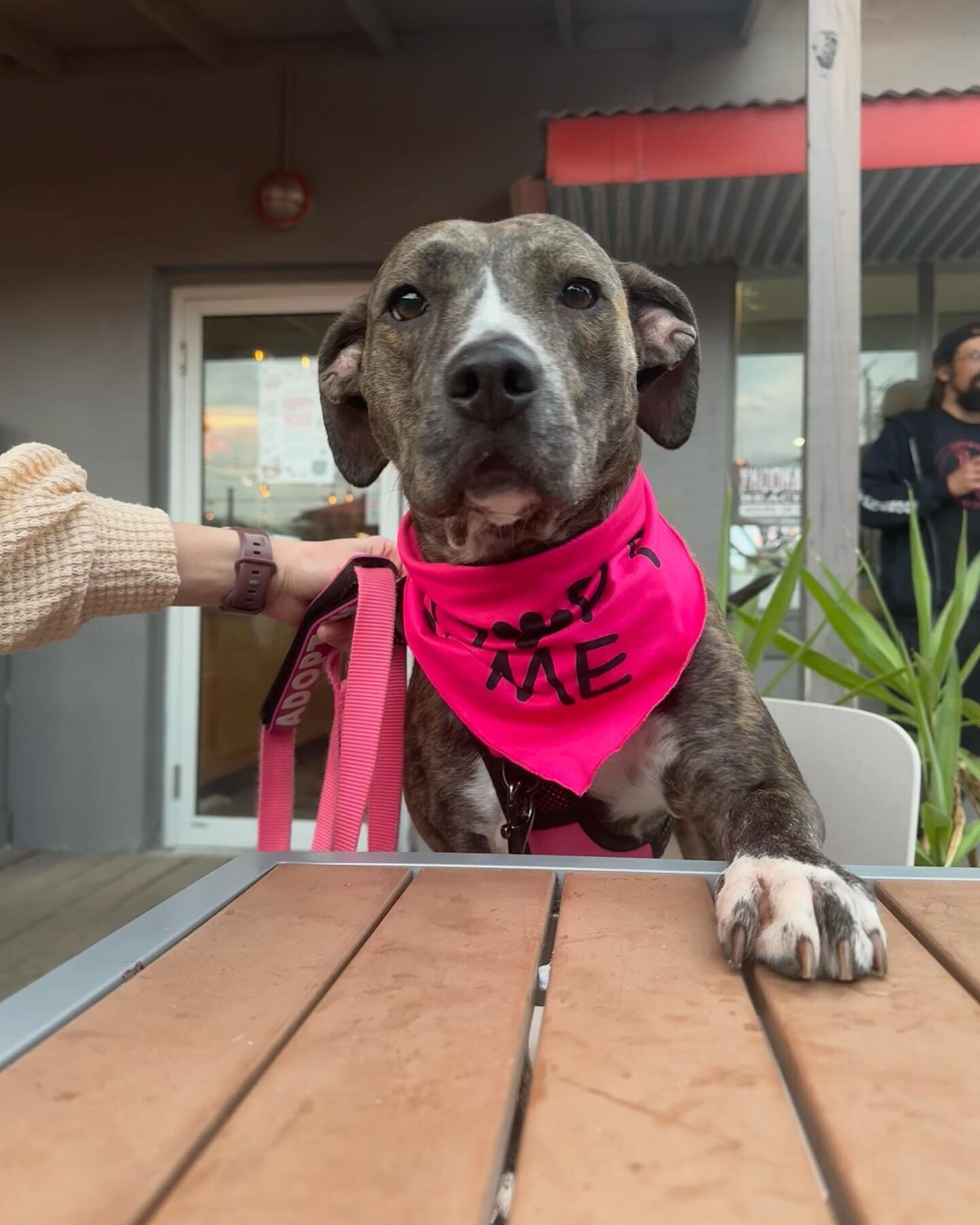 Polly Pocket is over here wondering where her forever people are, and we have the same question! 

Polly is total good girl status. She goes all kinds of places with foster mom, outside dining, coffee shops, hardware stores, downtown, and she handles