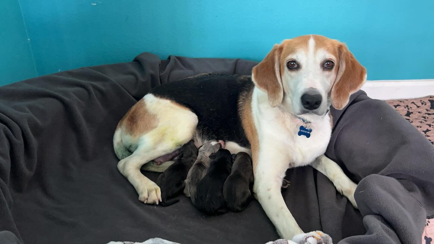 It has been a very long night and morning but the best, strongest mom has had her babies. Lacey delivered eight puppies, sadly only four of which survived. Her four babies are lively as ever, and mom is snoring away getting some well deserved rest. ?