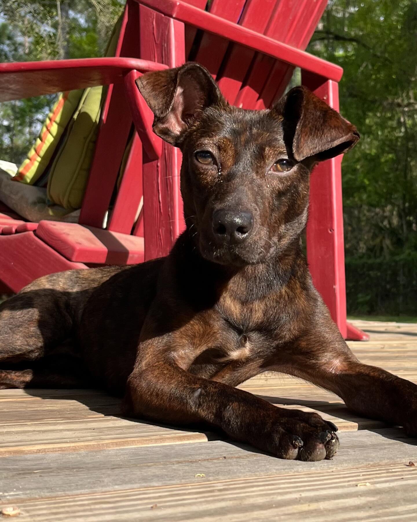 We may call Tina tiny, but her personality has been anything but small. Tina went into her foster home deciding to leave the scared, timid version of herself behind, and has turned into a total goober. 🤣 Tina LOVES to play. Loves bones, toys, runnin