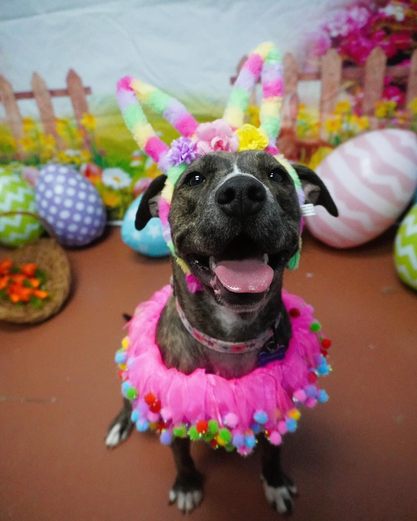 Happy Easter from our Swampies! 🐣💗🐰

All these babes had so much fun dressing up for Easter, but we promised them that soon they would all be getting showered with Easter baskets in their very own homes. 🥹 Check out our story for more and reach o