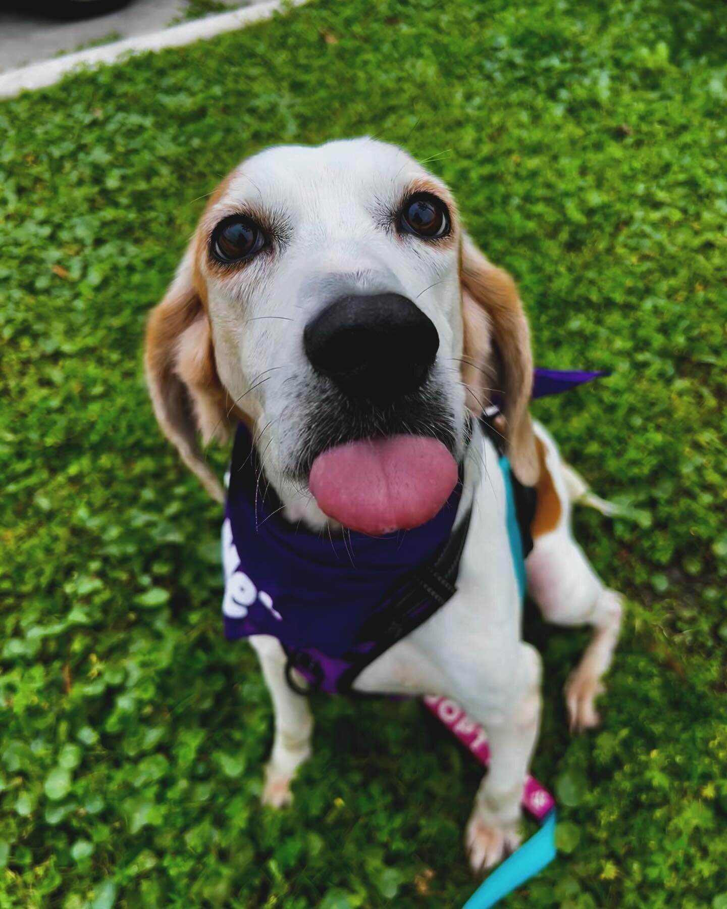 Lainey is loving every second of learning what home life is all about. 💓 Lainey was found as a stray, quite literally skin and bones, (See last picture) and now she won&rsquo;t ever have to worry about where her next meal is coming from ever again. 