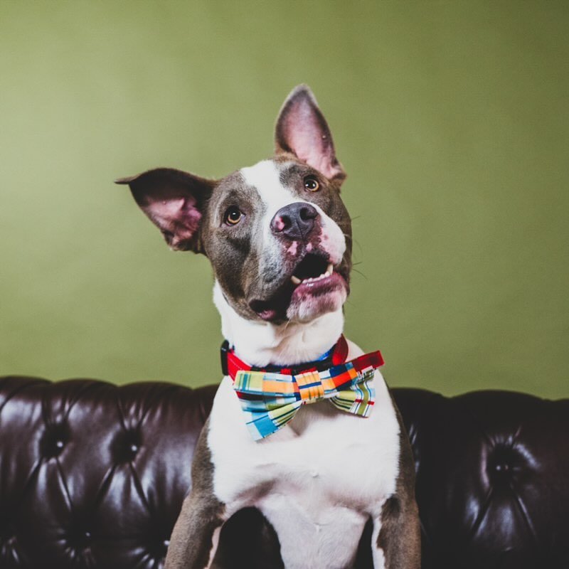 Just when we thought Bing couldn&rsquo;t get any cuter, check out these headshots 🤩 Everyone&rsquo;s favorite tripod got to hang out with @thelab_sta for the day and he of course charmed them like the gentleman he is! 

Bing has been in his foster h