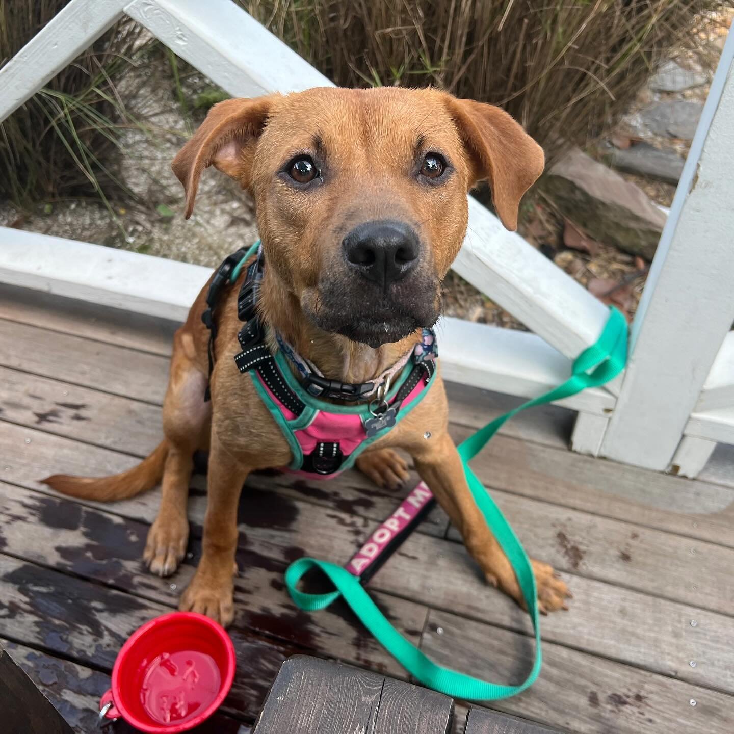 Are you looking for a cuddley loving pup to spend your days with? Well look no further cause we have the fruit for you❗️🍓 Strawberry lives up to her name, and is truly as sweet as can be. Berry has been having a blast working on building her confide