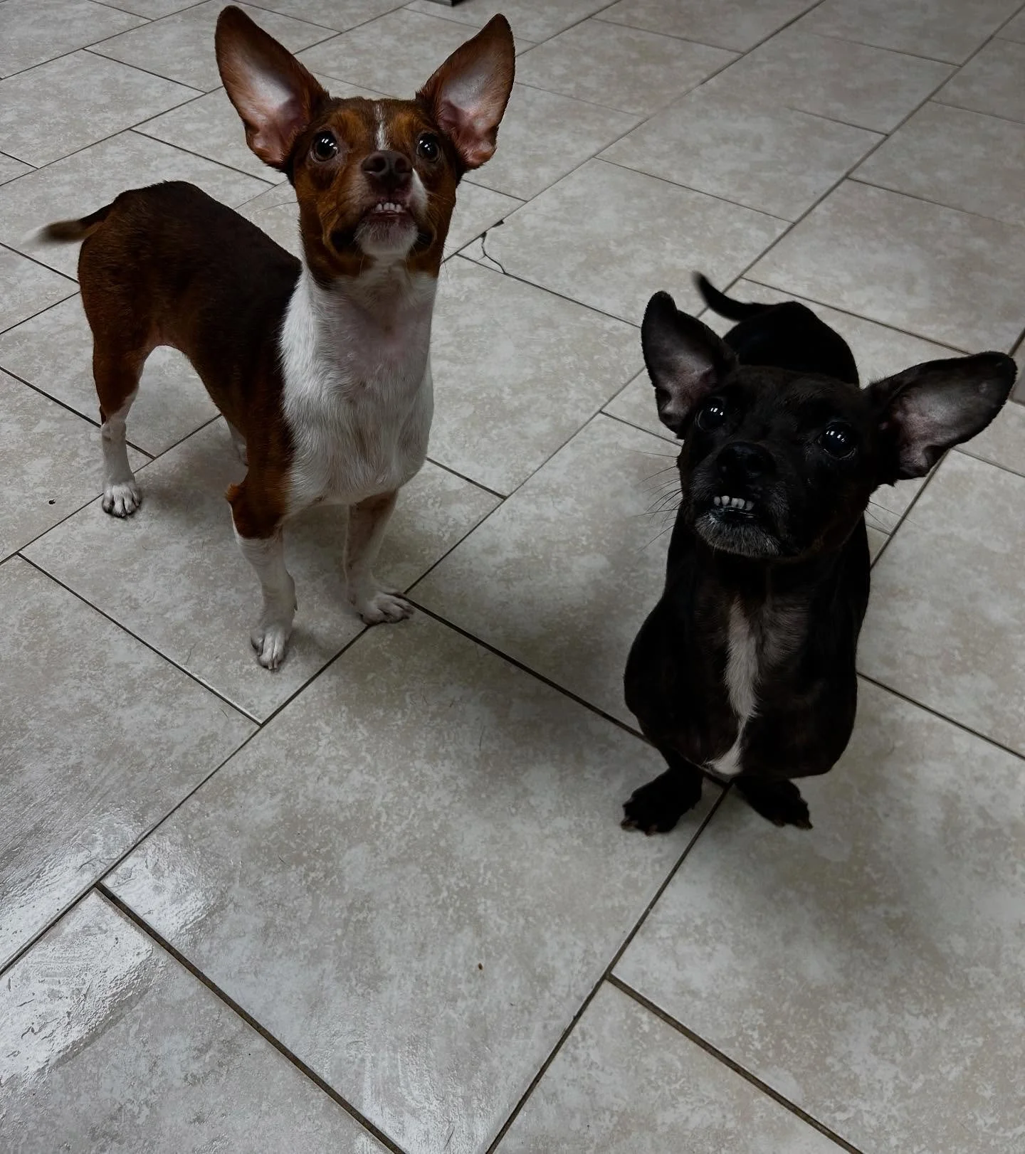 What better way to spend the day than going to the shelter! 🤩 We loaded up our car with dog food to donate, a notepad to keep track of the long list of names of dogs we want to scoop up, and of course we puzzle pieced together as many crates in the 