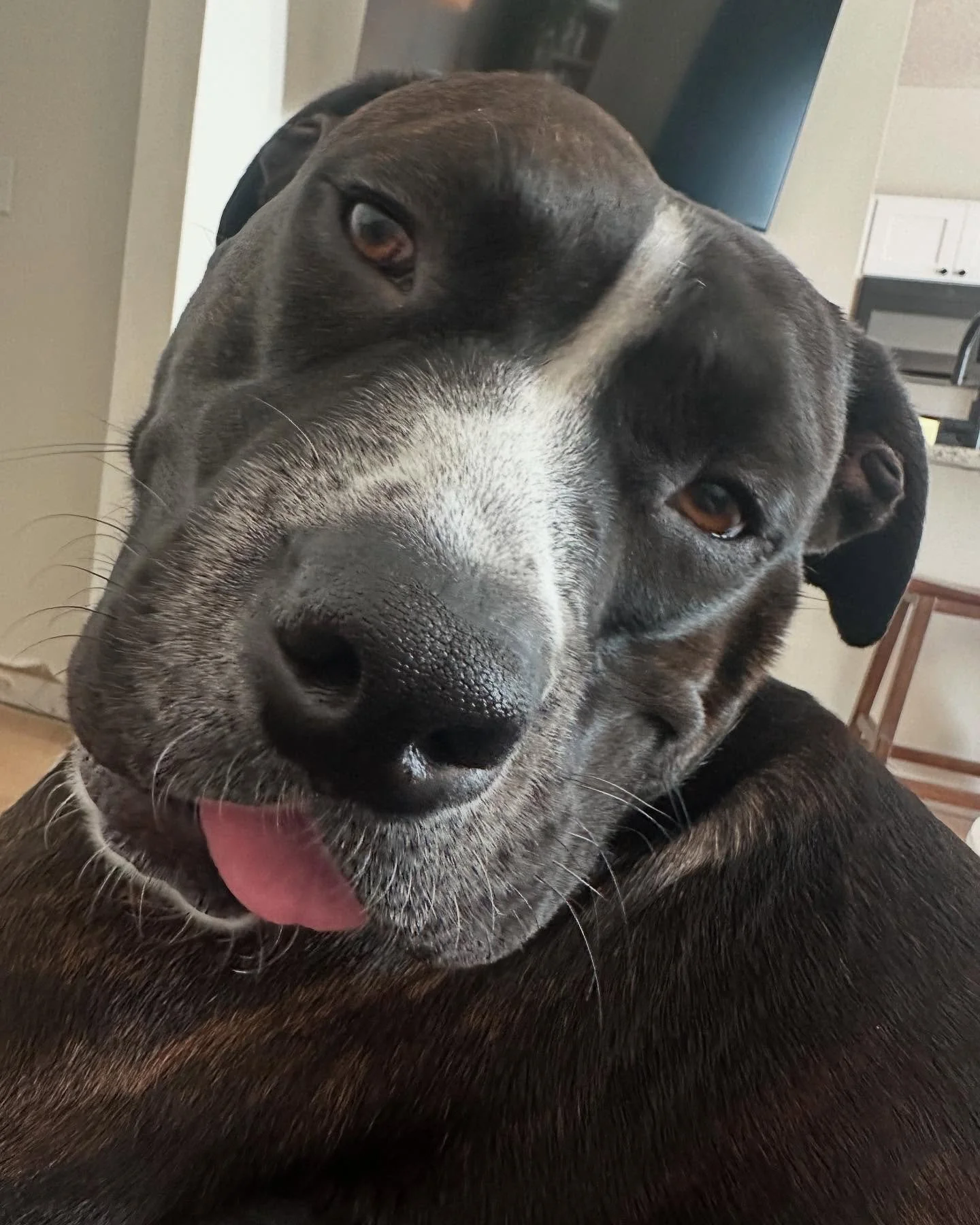 Everyone&rsquo;s favorite big squishy good boy is HOME! &hearts;️ 

Happy, now Gino, was found as a stray severely underweight and with a bad leg injury that required surgery. Fast forward a few months later, an awesome medical foster who helped him 