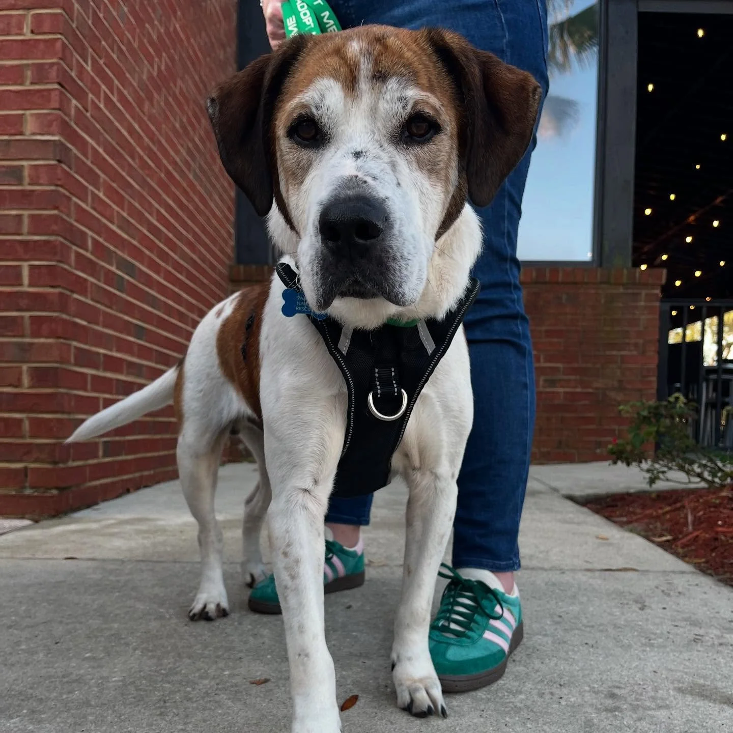 Hoagie and Tommy spent their Saturday with our friends and awesome volunteers at the @staughumane Flapjacks &amp; Fashion event 🥞 They did leave a little confused though because they didn&rsquo;t actually get any flapjacks?? 🤔😉

These adoptable hu