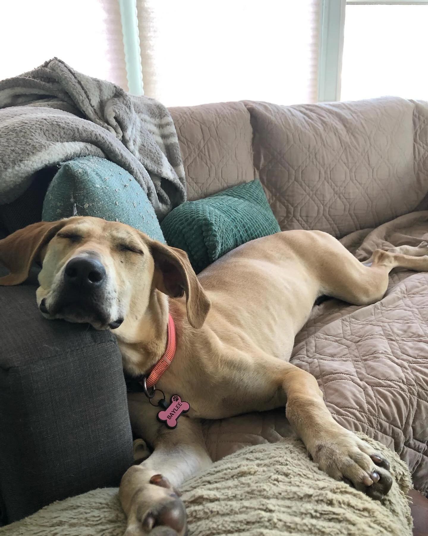 Pippa hit the jackpot and we are so excited to say that she is home. 💖

Pippa, now ✨Baylie Ray✨ or Bay Ray for short, is living her best friend making, adventure having, couch napping dreams. Mom describes her as a southern tough cookie kinda girl, 