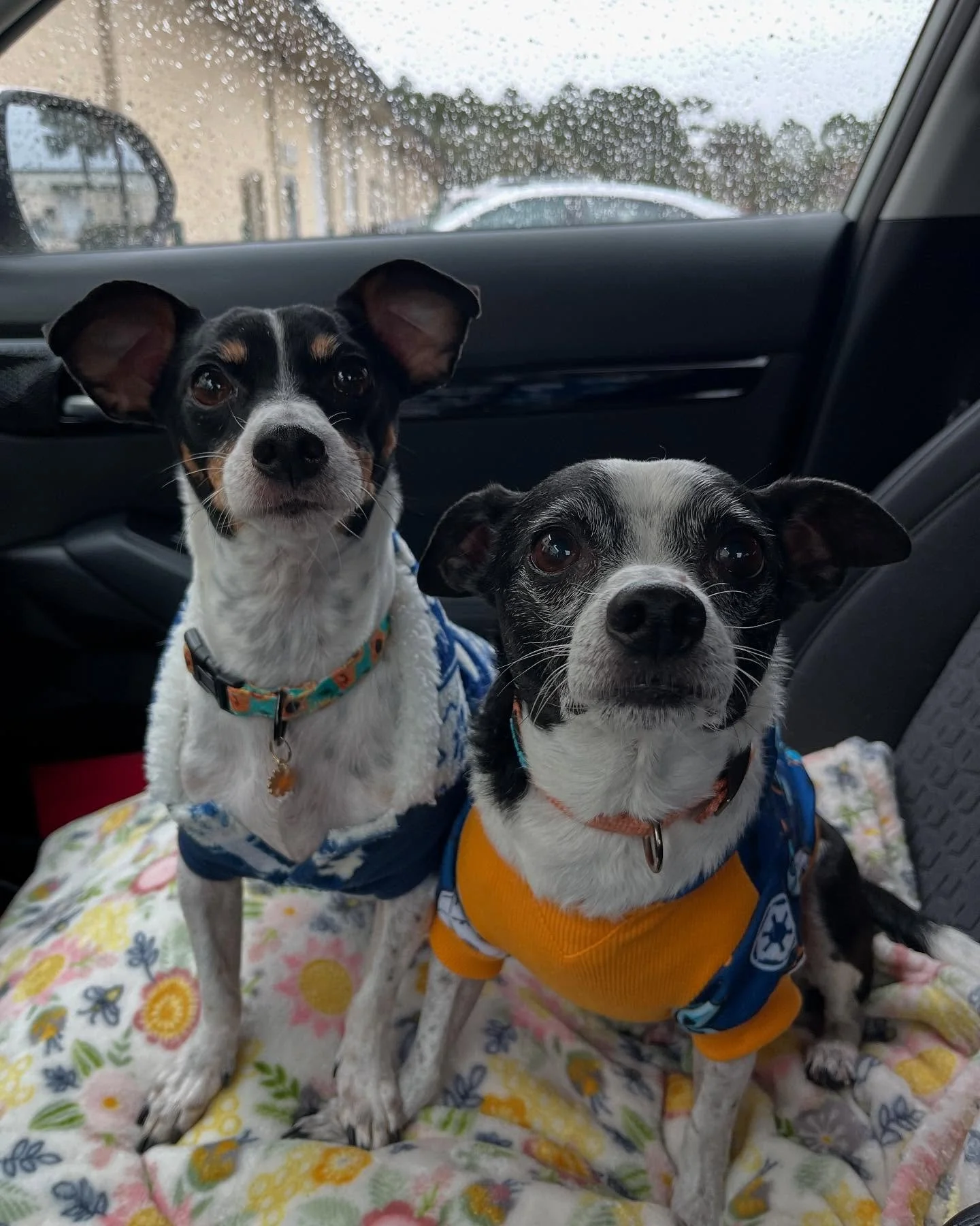 Every day is easy like Sunday morning for Missy and Lennon now ☀️

All of our adoption posts are special, but this one is extra special and extremely personal. Missy and Lennon weren&rsquo;t Swampies for very long, but were a part of my family for ye