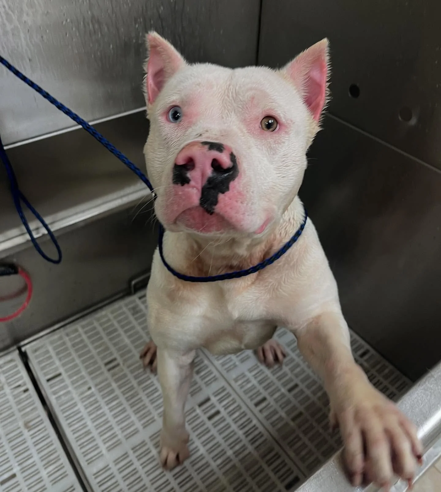 Two shelters, three dogs, and four promises. Please welcome our newest Swampies. &hearts;️

Tinkerbell, the pink nosed cutie patootie, wiggled her way right into our heart the last time we went to the shelter and when she was still there a few weeks 