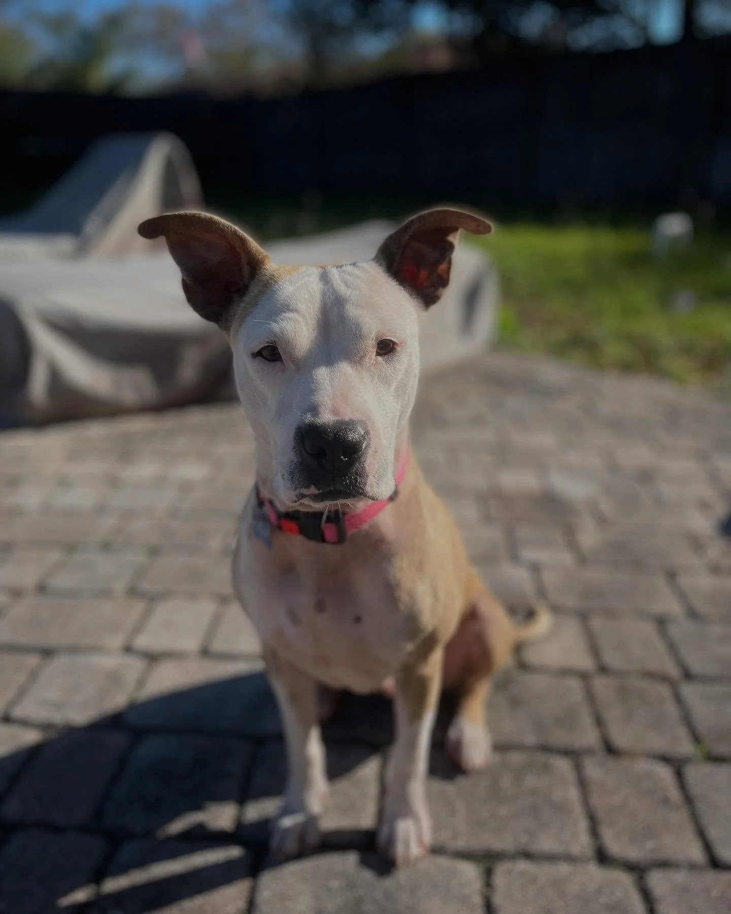 When you meet Mimosa, you will understand immediately where the expression, &ldquo;melts in your arms&rdquo; comes from. Mims loves to love. She is truly an example of how resilient a dog can be, in spite of their past. Mimosa was seized from a negle