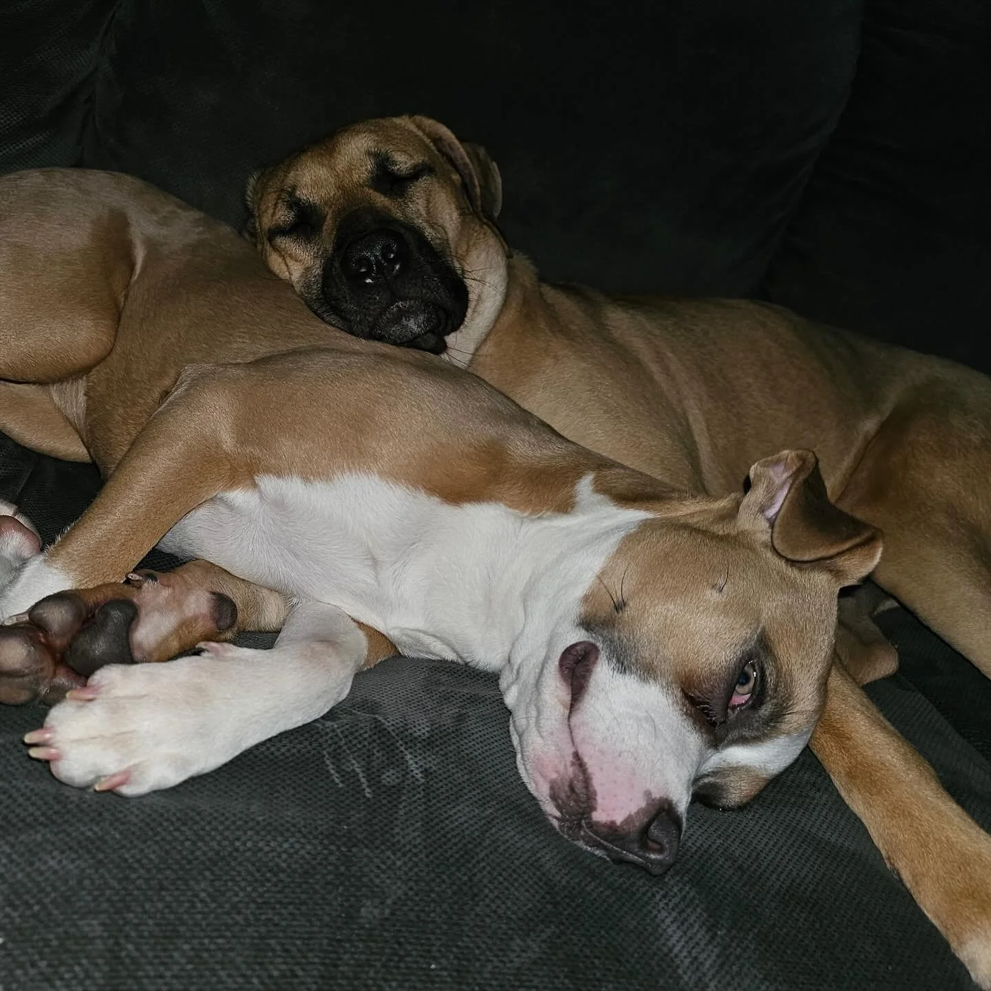 Lettuce was one of three brothers - you know them, you love them, the BLT Boyz everybody! 😜 The boys were taken off a property in a cruelty case, they were 10 month old newborns essentially, having no proper puppyhood. The boys had a long way to go,