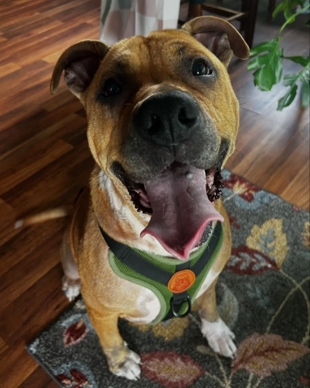 Everyone give a big round of applause for Kronk, who has been tackling his skin issues like a champ and is looking and feeling amazing! 👏🏼

Kronk was surrendered to the shelter with a long history of red angry itchy skin left untreated. We were tol