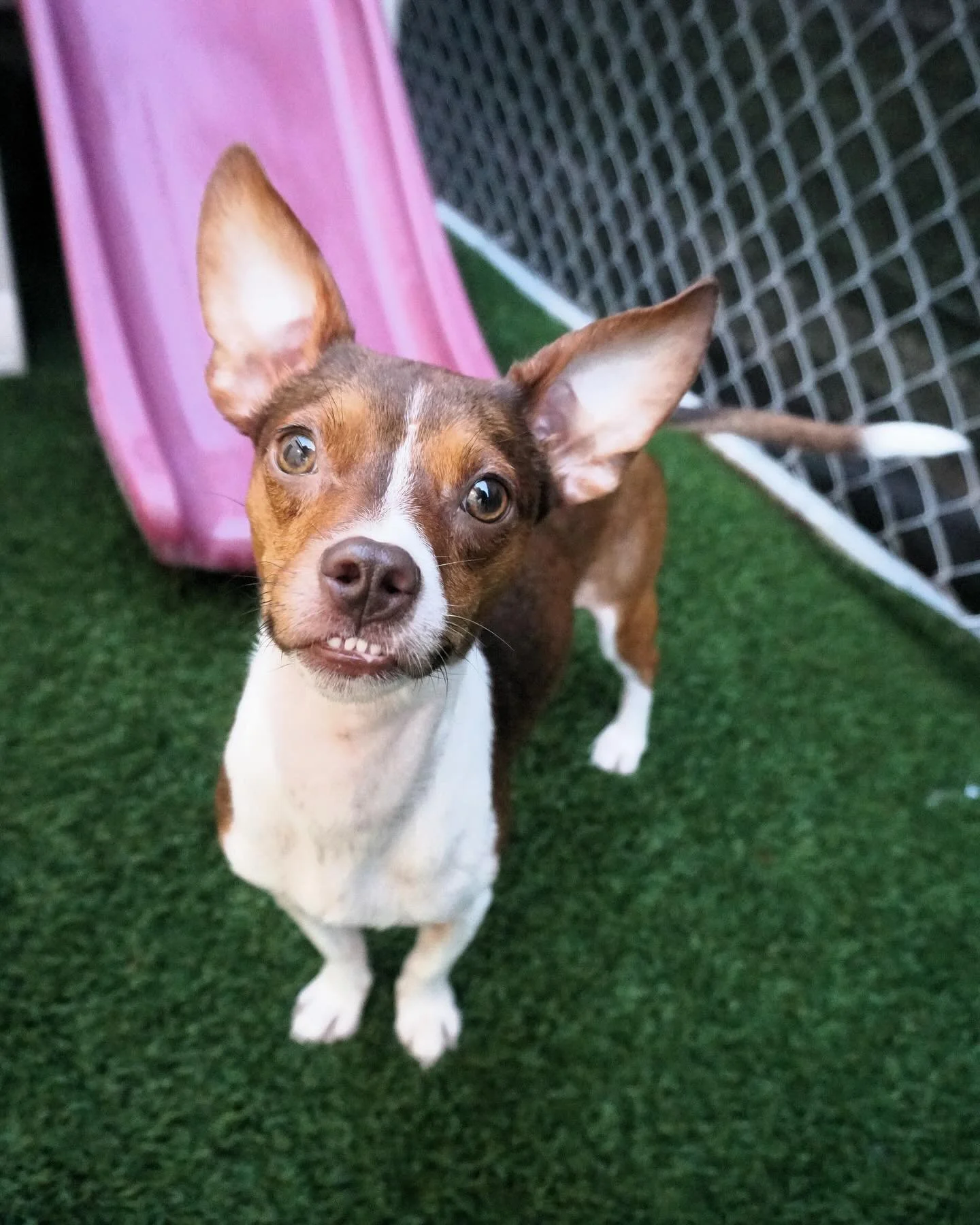 Damon and Katherine have been tackling the world since they were surrendered to the shelter and then came to Swamp Haven. 😍

Katherine is our buttery sweet black pup. She is estimated around 8 years old. It&rsquo;s obvious she has had many litters i