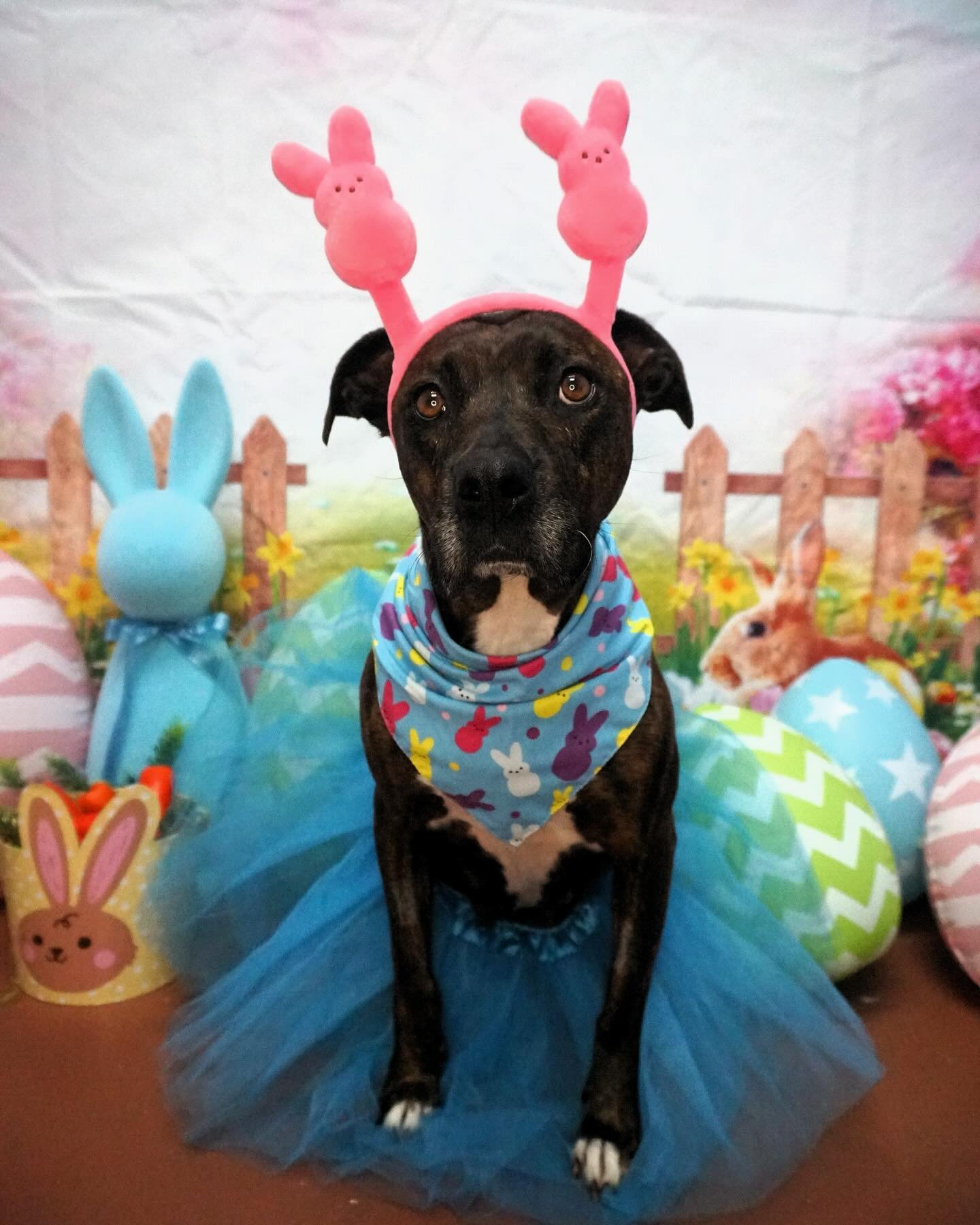 Happy Easter from some of our Swamp bunnies! 🐰🥕💛

If your Easter basket was feeling a little empty this year&hellip;well do we have an idea for you! Each one of these Swampies is up for adoption and ready to HOP on over to your home. 🤪

Check out