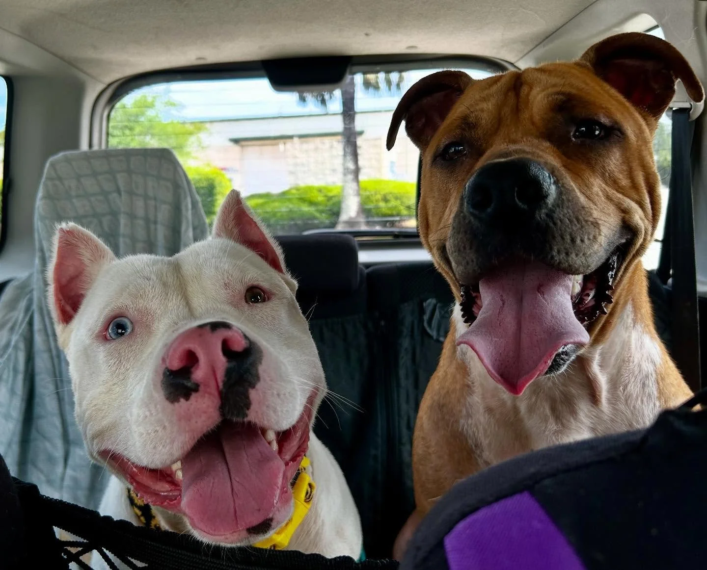 &ldquo;Get in loser, we&rsquo;re going shopping! Er..I mean to the vet.&rdquo; 🤪

Kronk and Tink took over my backseat this afternoon and had a BLAST. These two dogs have found a bestie in each other, and are the happiest, goofiest dogs 100% of the 