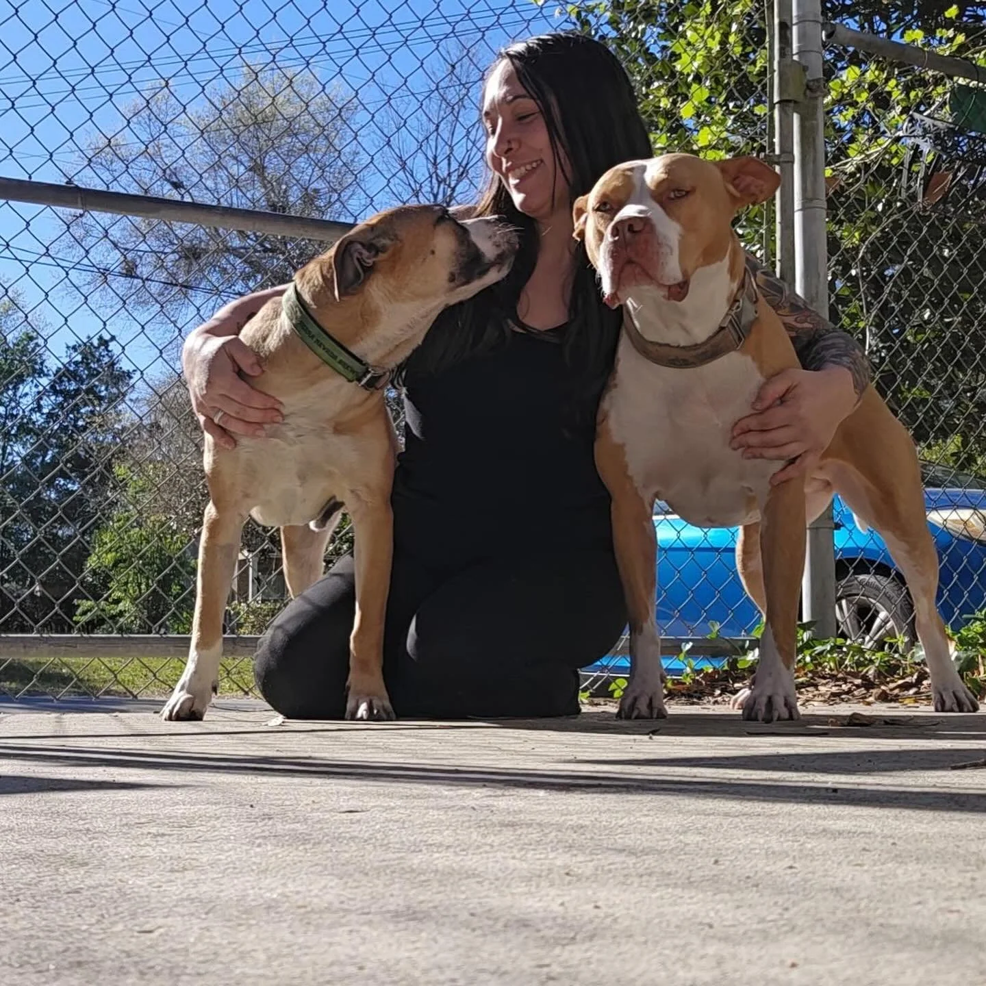 One of our dear friends had lost two special dogs just a week apart, dogs that we considered family ourselves, and when she reached out to foster for us we knew just the right Bacon boi to give her. &hearts;️

Bacon settled right in and became bestie