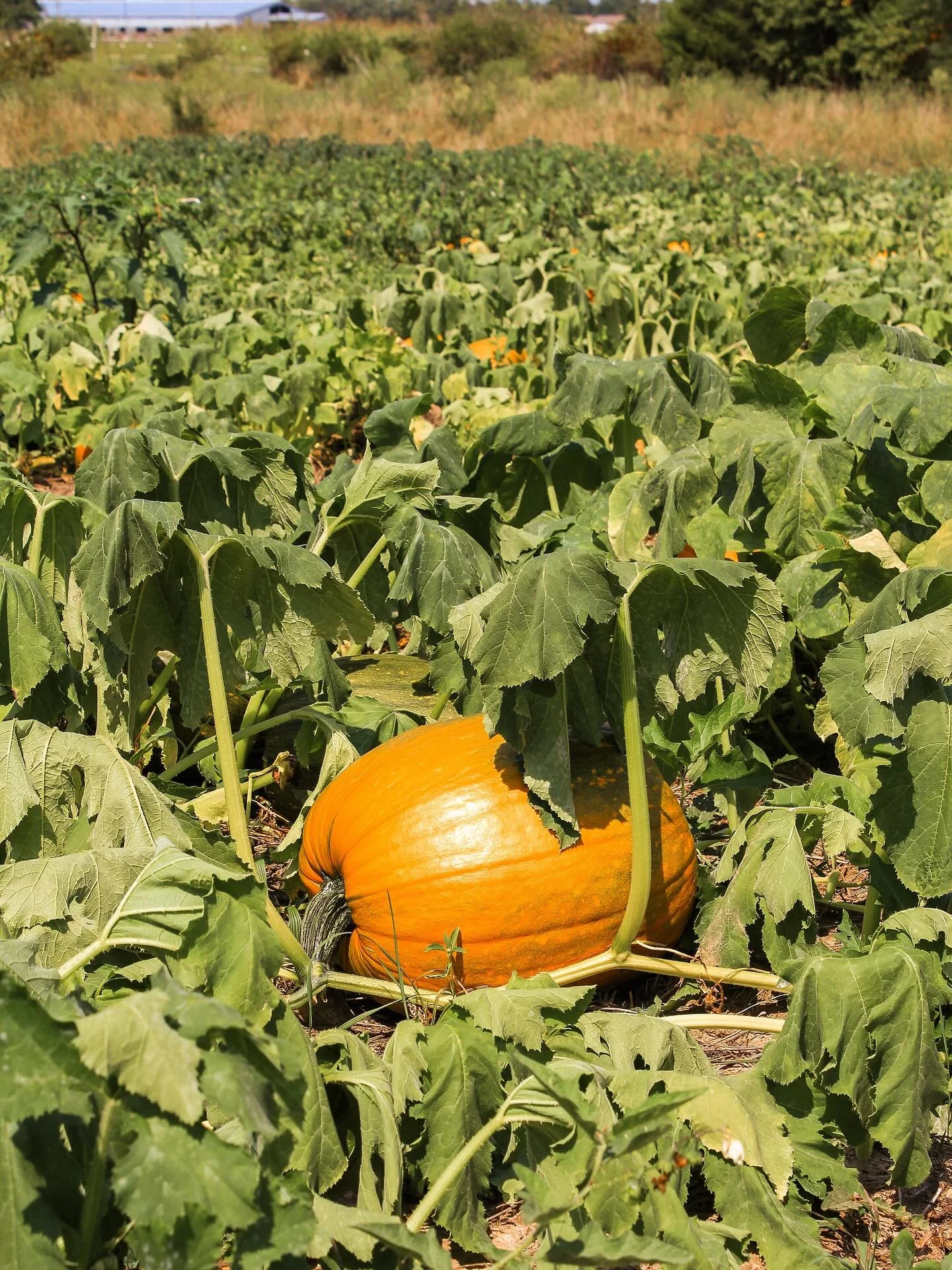 Rain or shine! π We’ll see you all weekend + Monday for the last few days of the season! 
Join us Saturday, Sunday, and Monday from 10 AM to 7 PM. Come pick your perfect pumpkin, snap those fall photos, and make one more cozy autumn memory be
