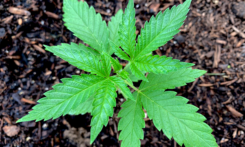 New Connecticut Marijuana Legalization Bill Released, With Votes Expected This Week