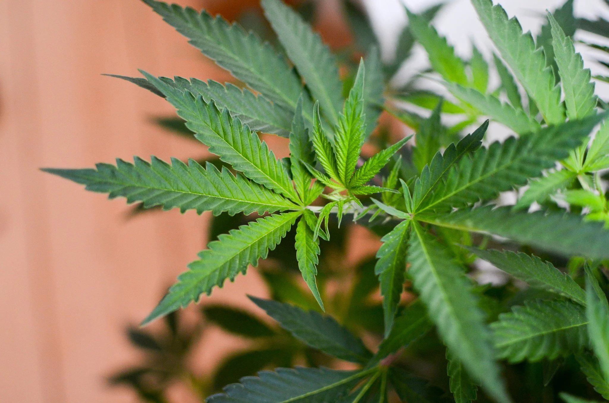 Connecticut Lawmakers Delay Marijuana Legalization Vote To Special Session