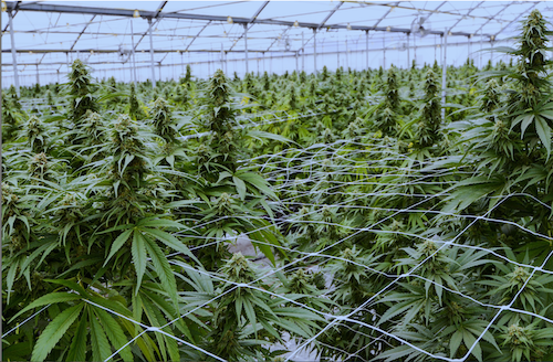Economic Viability of Industrial Hemp in the United States: A Review of State Pilot Programs