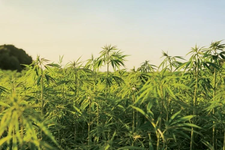 Connecticut Hemp Industry Association Works to Revive Rural Economy