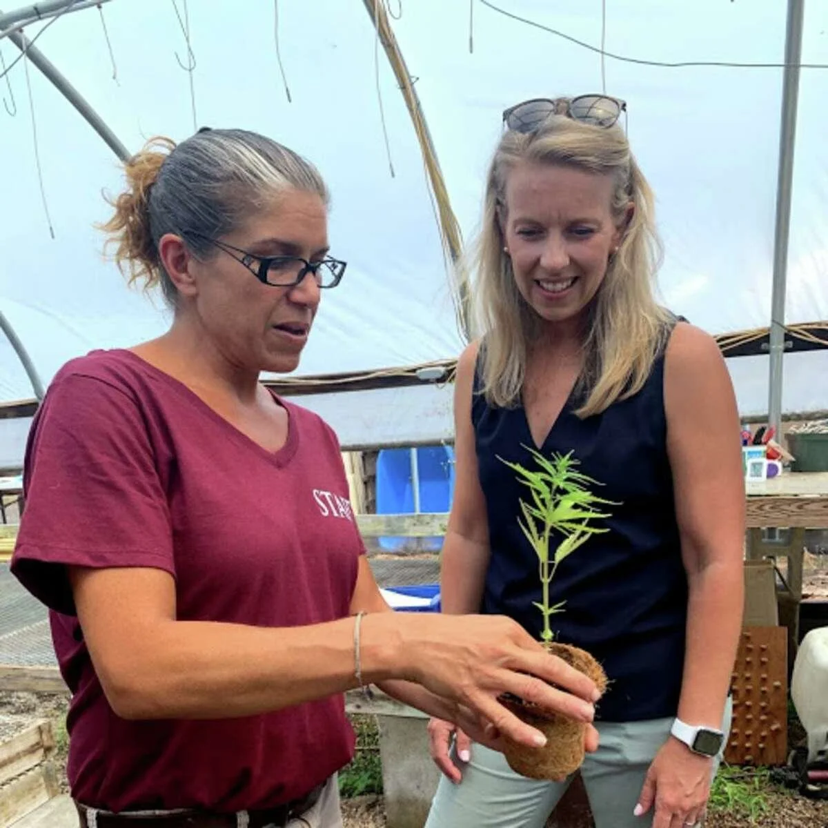 Its not pot: CT hemp farm growing a new business