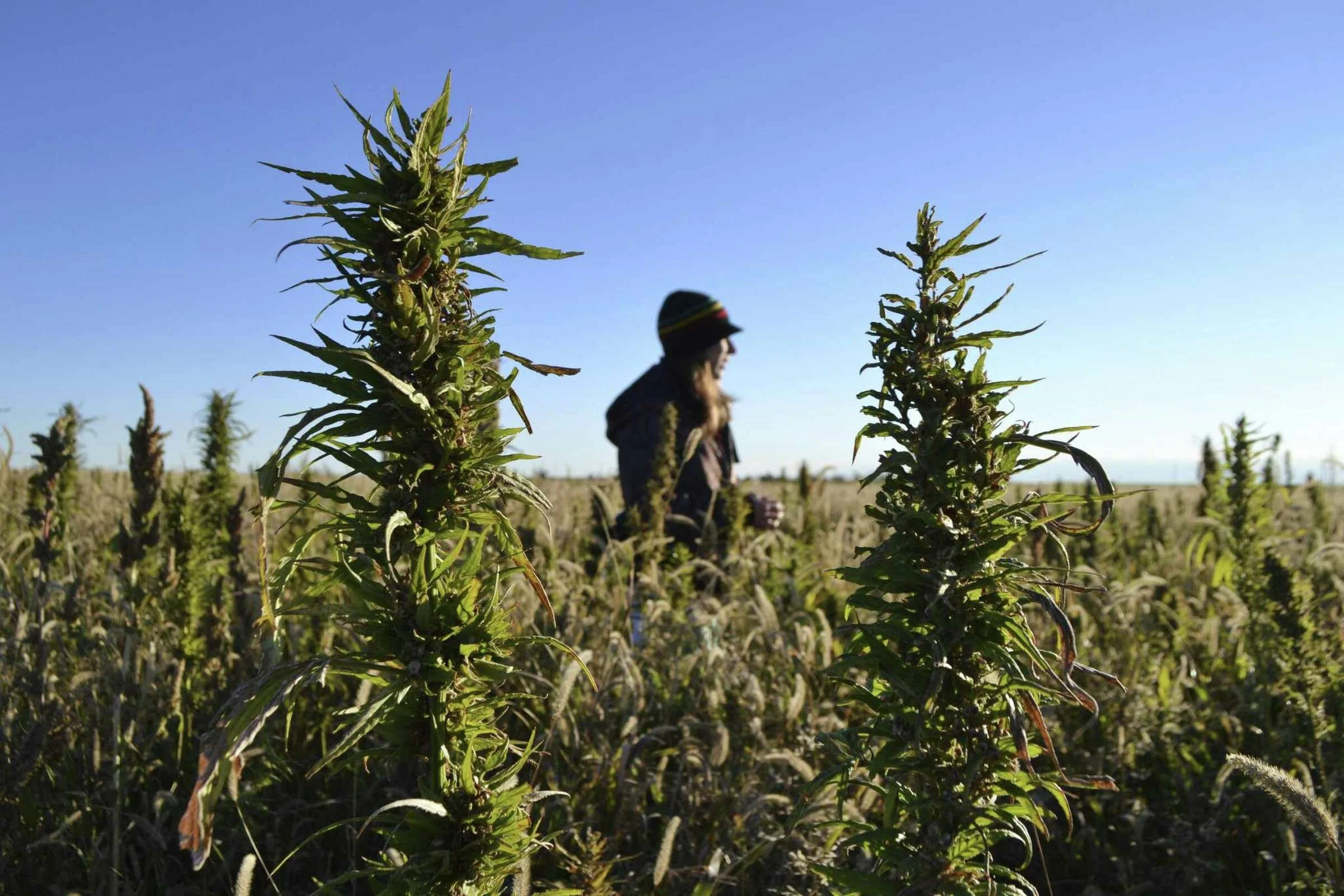 ‘Hemp will thrive’ in CT, retired farmer tells lawmakers