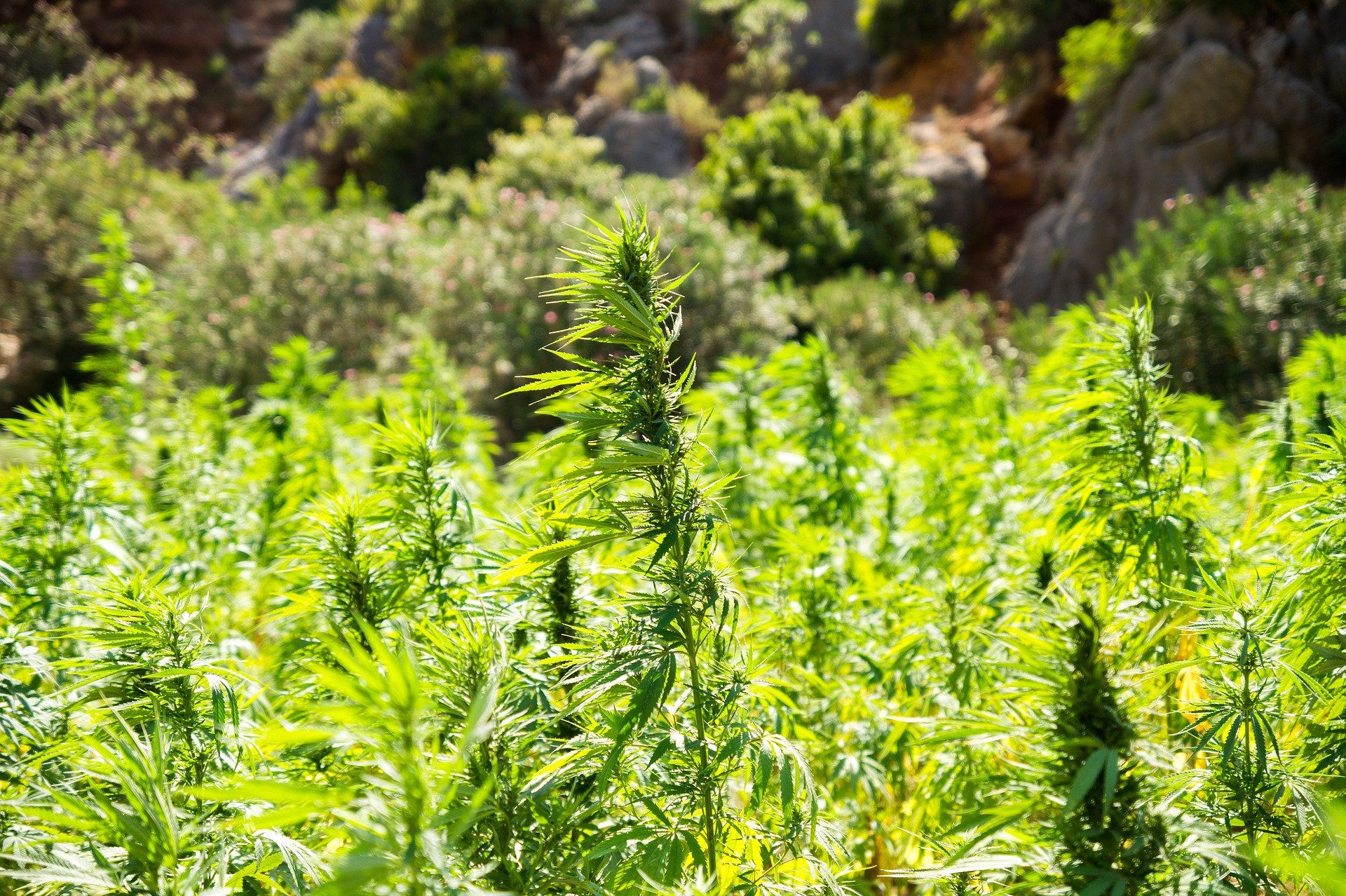 Connecticut Hemp Industry Association Works to Revive Rural Economy