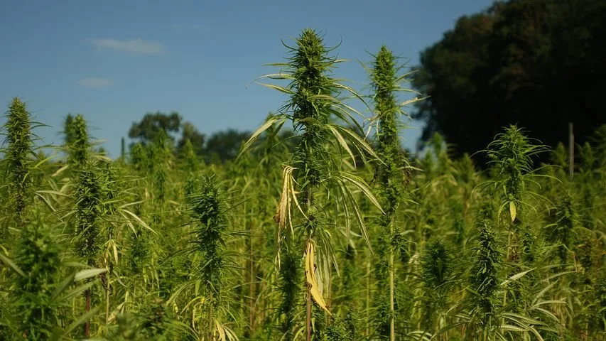 CT's hemp farmers want a piece of the adult-use cannabis industry