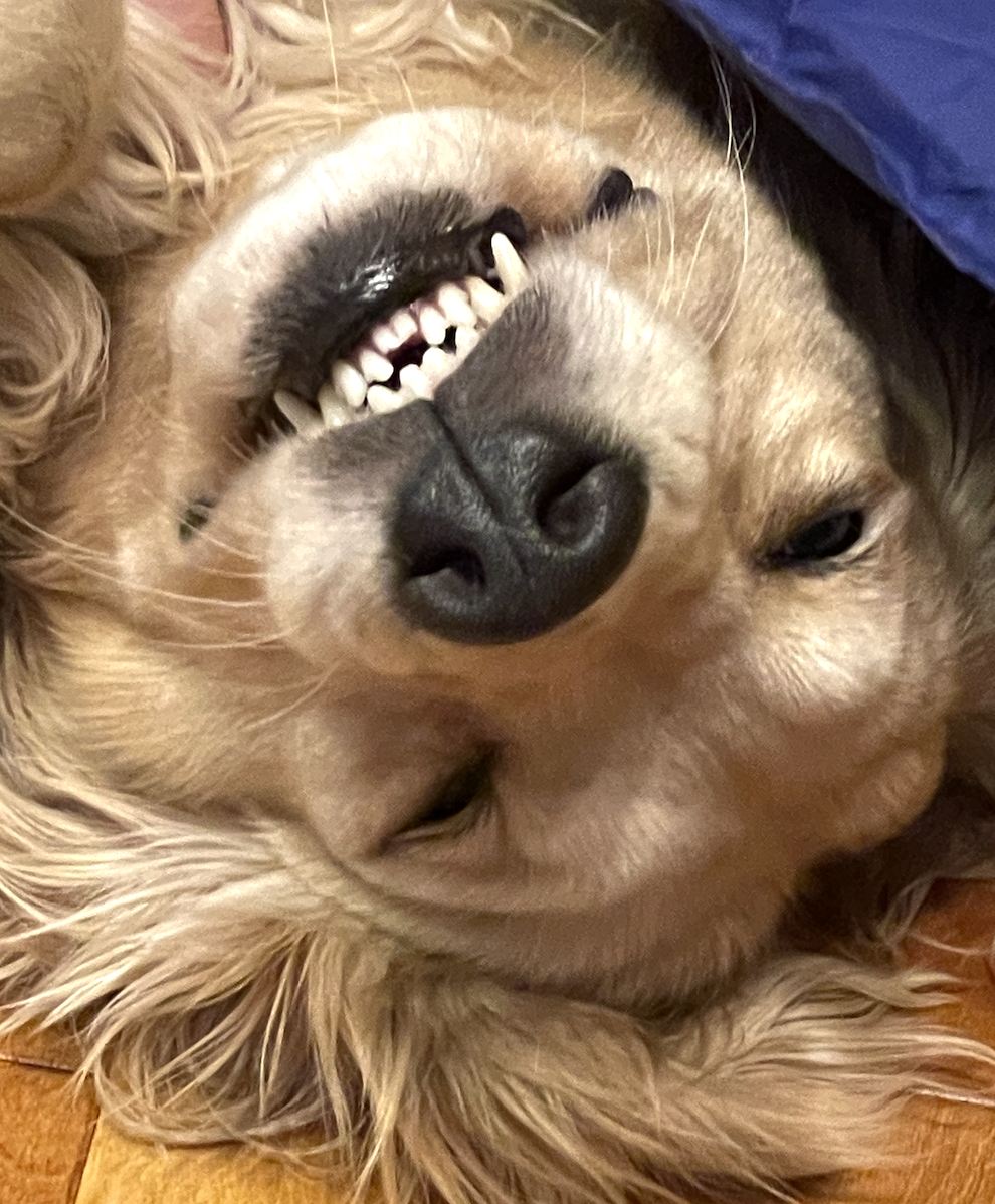 Smiling dog, therapy dog 