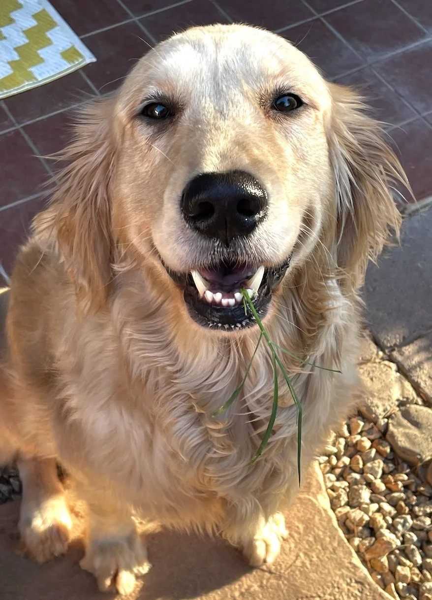 Therapy dog, animal assisted therapy 