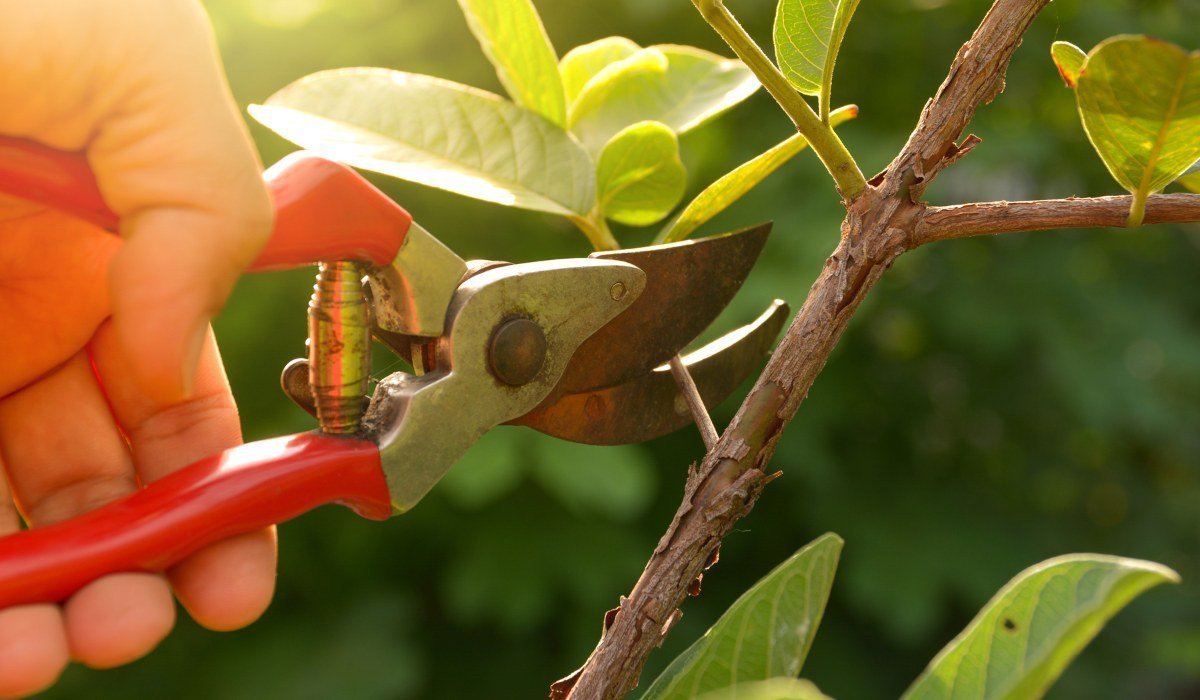 Fruit Tree Maintenance Workshop
