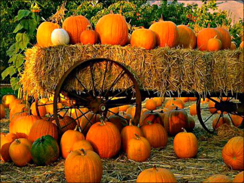 Fall in Love With the Fall Festival Fun in Omaha