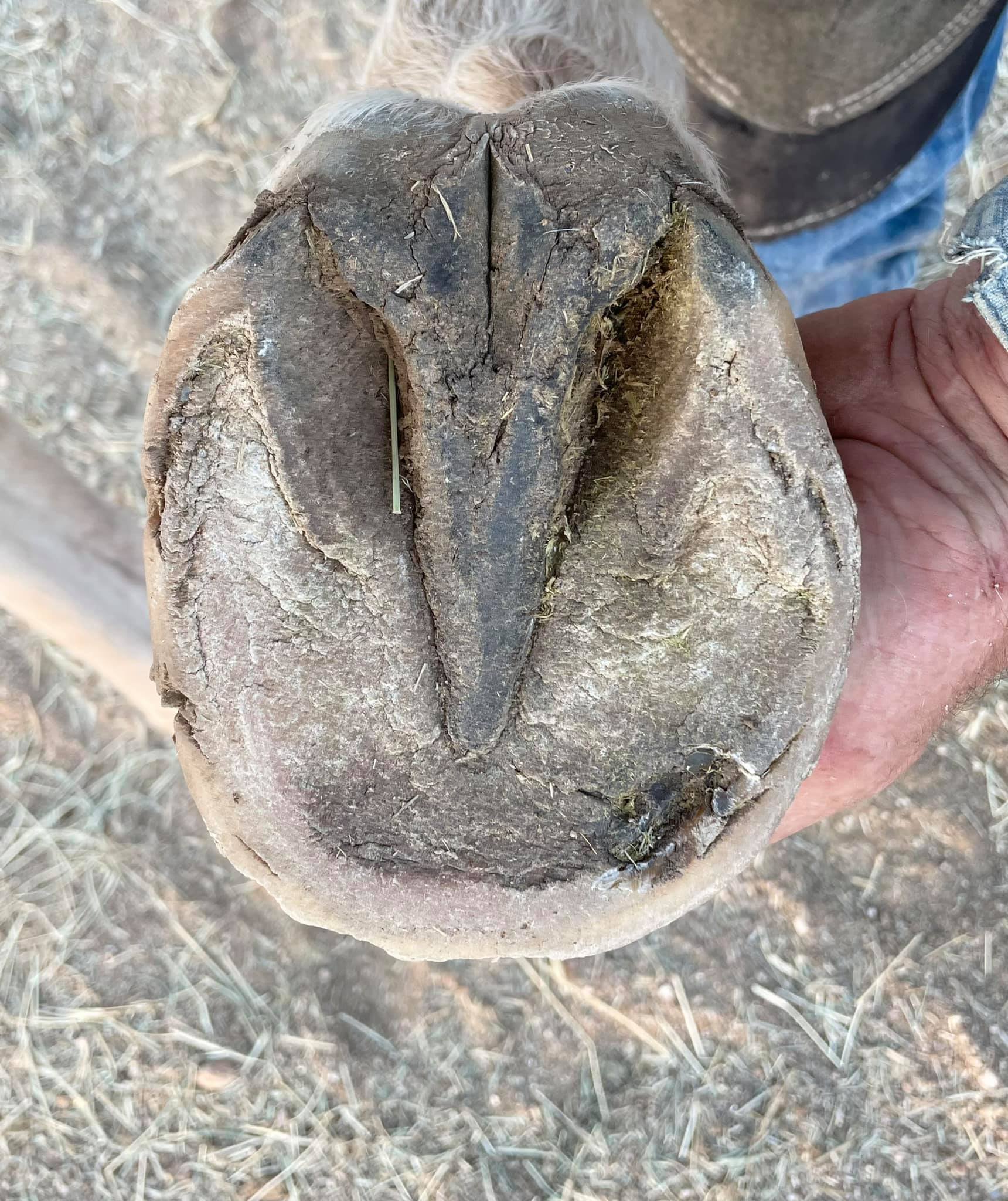 September 2021 - This is Wyn’s right front. That sore is from the lateral toe pillar of his coffin bone cutting into his sole. This results in bone erosion, corium damage, laminar damage, joint damage, obvious sole damage, and all the body damage tha